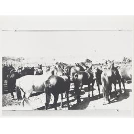 Station bred horses 1