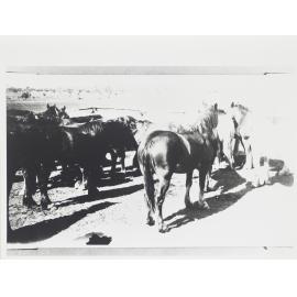 Station bred horses 2