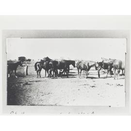 Stallions, mares & foals No. 4 Bore