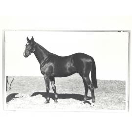 "Bay colt By Veilmond ex Warning foaled 28.10.34 Bought 80gns"