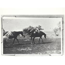 Mares and foals at No. 4 Bore