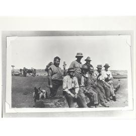 Staff and cattle dog