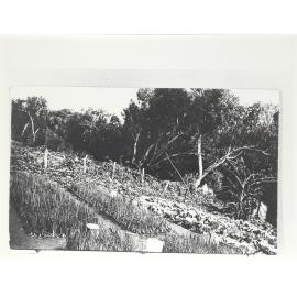 Vegetable garden 4