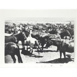 Horses in Mustering Yard