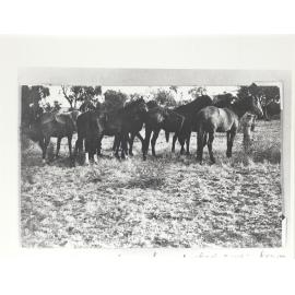 Wave Hill Station 12