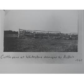 Cattleyard at Whitestone damaged by Buffalo
