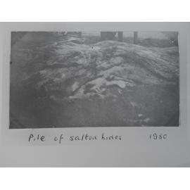 Pile of salted hides