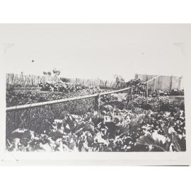 Vegetable garden 6