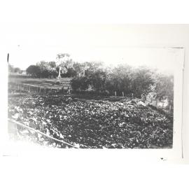 Part of Vegetable Garden