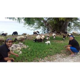 Kial King Slaish Kerr with goats