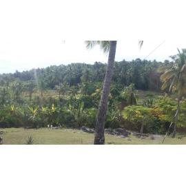 Timor village