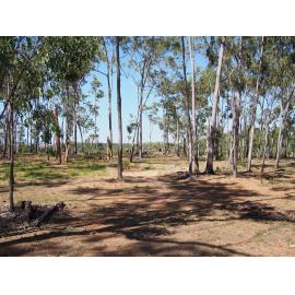 Garma Festival 2013 10