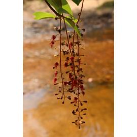 GOO outing flora