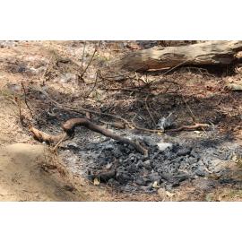 GOO outing locals fire