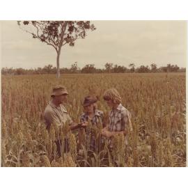 Students in sorghum field, KRC